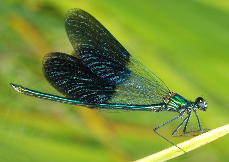 Calopteryx splendens